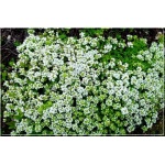 Thymus serpyllum Albus - Macierzanka piaskowa Albus - białe, wys. 10, kw 5/6 C0,5  