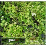 Thymus serpyllum Albus - Macierzanka piaskowa Albus - białe, wys. 10, kw 5/6 FOTO 