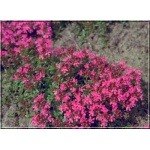 Thymus serpyllum Coccineus - Macierzanka piaskowa Coccineus - różowe, wys. 10, kw 5/6 FOTO