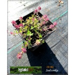 Thymus serpyllum - Macierzanka piaskowa - różowa, niska ciemna, wys 5, kw 6/8 FOTO