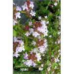 Thymus vulgaris Compactus - Macierzanka tymianek Compactus - kw. różowe, wys. 25, kw 5/8 FOTO