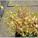 Thymus vulgaris - Macierzanka tymianek - kw. różowe, wys. 30, kw 5/8 C0,5  