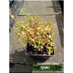 Thymus vulgaris - Macierzanka tymianek - kw. różowe, wys. 30, kw 5/8 FOTO