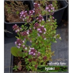 Thymus vulgaris - Macierzanka tymianek - kw. różowe, wys. 30, kw 5/8 C0,5  
