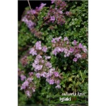 Thymus vulgaris - Macierzanka tymianek - kw. różowe, wys. 30, kw 5/8 FOTO