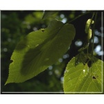 Tilia americana Macrophylla - Lipa amerykańska Macrophylla FOTO