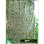 Tilia platyphyllos - Lipa wielkolistna C3 _150-180cm