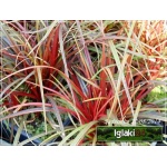 Uncinia rubra - Uncinia czerwona - czerwony liść, wys. 30, kw. 5/6 FOTO