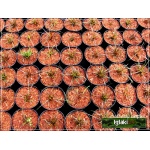 Uncinia rubra - Uncinia czerwona - czerwony liść, wys. 30, kw. 5/6 FOTO