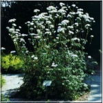 Valeriana officinalis - Kozłek lekarski - kw. białe, wys. 150, kw 7/8 FOTO 