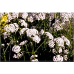 Valeriana officinalis - Kozłek lekarski - kw. białe, wys. 150, kw 7/8 FOTO 