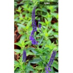 Veronica Longifolia Marietta - Przetacznik długolistny Marietta - c. niebieskie, wys. 80, kw. 6/8 FOTO
