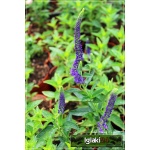 Veronica Longifolia Marietta - Przetacznik długolistny Marietta - c. niebieskie, wys. 80, kw. 6/8 FOTO