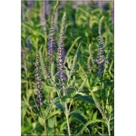 Veronica longifolia - Przetacznik długolistny - niebieski, wys 20/50, kw 6/8 FOTO