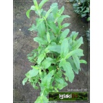 Veronica longifolia - Przetacznik długolistny - niebieski, wys 20/50, kw 6/8 FOTO