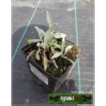 Veronica spicata Incana - Przetacznik kłosowy siwy - niebieski, szary liść wys 10/20, kw 6/8 FOTO