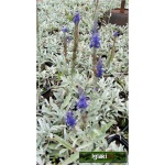 Veronica spicata Incana - Przetacznik kłosowy siwy - niebieski, szary liść wys 10/20, kw 6/8 FOTO