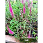 Veronica spicata Pink Goblin - Przetacznik kłosowy Pink Goblin - różowy, wys 40, kw 7/9 C0,5