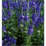 Veronica spicata Shirley Blue - Przetacznik kłosowy Shirley Blue - niebiesko-fioletowe, wys. 20, kw. 6/8 C0,5