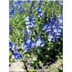Veronica teucrium Royal Blue - Przetacznik pagórkowy Royal Blue - niebieskie, wys. 40, kw. 6/8 FOTO