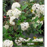 Viburnum burkwoodii Conoy - Kalina Burkwooda Conoy - białe FOTO