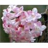 Viburnum farreri - Kalina wonna - biało-różowe FOTO