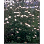 Viburnum lantana - Kalina hordowina - białe FOTO 