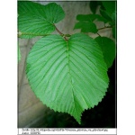 Viburnum plicatum - Kalina japońska FOTO
