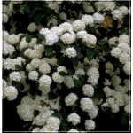 Viburnum plicatum - Kalina japońska FOTO
