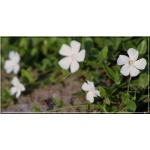 Vinca minor Alba - Barwinek mniejszy Alba - Barwinek pospolity Alba - białe  kwiaty zielony liść, wys. 15, kw 3/5 C0,5
