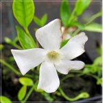 Vinca minor Alba - Barwinek mniejszy Alba - Barwinek pospolity Alba - białe  kwiaty zielony liść, wys. 15, kw 3/5 FOTO
