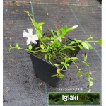 Vinca minor Alba - Barwinek mniejszy Alba - Barwinek pospolity Alba - białe  kwiaty zielony liść, wys. 15, kw 3/5 C0,5