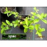 Vinca minor Atropurpurea - Barwinek mniejszy Atropurpurea - Barwinek pospolity Atropurpurea - zielony - purpurowe, wys. 15, kw 4/5 C0,5