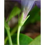 Vinca minor - Barwinek mniejszy - Barwinek pospolity - zielony niebieskie kwiaty zielony liść, wys. 30, kw 4/5 FOTO
