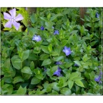 Vinca minor - Barwinek mniejszy - Barwinek pospolity - zielony niebieskie kwiaty zielony liść, wys. 30, kw 4/5 FOTO