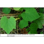 Vitis amurensis - Winorośl amurska C2 80-120cm
