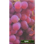 Vitis Chrupka Różowa - Winorośl Chrupka Różowa - różowe C0,5 10-40cm 
