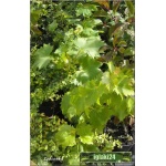 Vitis Himrod - Winorośl Himrod - zielone C0,5 10-40cm