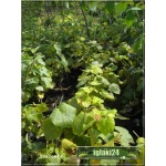 Vitis Himrod - Winorośl Himrod - zielone C0,5 10-40cm