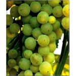 Vitis Prim - Winorośl Prim - żółte C0,5 10-40cm