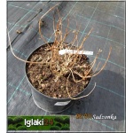 Weigela florida Aurea - Krzewuszka cudowna Aurea - ciemnoróżowe C2 20-40cm