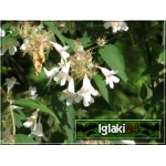 Weigela florida Candida - Krzewuszka cudowna Candida - białe C2 40-50cm 