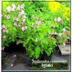 Weigela florida - Krzewuszka cudowna - różowe C7,5 60-80cm 
