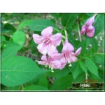 Weigela florida - Krzewuszka cudowna - różowe C7,5 60-80cm 