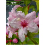 Weigela florida - Krzewuszka cudowna - różowe FOTO