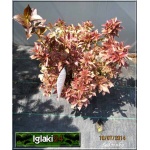 Weigela florida Monet - Krzewuszka cudowna Monet - różowe, listki z kremową obwódką FOTO