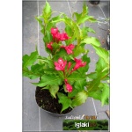 Weigela florida Red Prince - Krzewuszka cudowna Red Prince - czerwone C2 20-60cm 