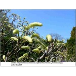 Wisteria floribunda - Glicynia kwiecista - lawendowe FOTO 