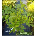 Wisteria floribunda Honbeni - Glicynia kwiecista Honbeni - jasnoróżowe FOTO 