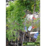Wisteria floribunda Honbeni - Glicynia kwiecista Honbeni - jasnoróżowe FOTO 